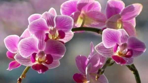 Орхидея название